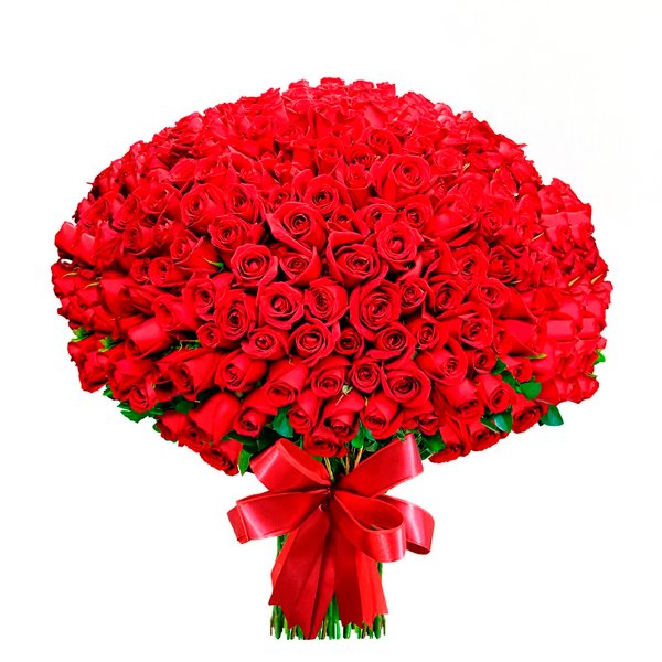 Mega Buquê de 500 Rosas Vermelhas