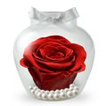 Beleza da Rosa Encantada Vermelha