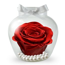 Imagem de Beleza da Rosa Encantada Vermelha