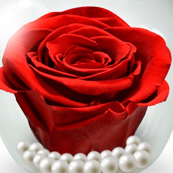 Beleza da Rosa Encantada Vermelha