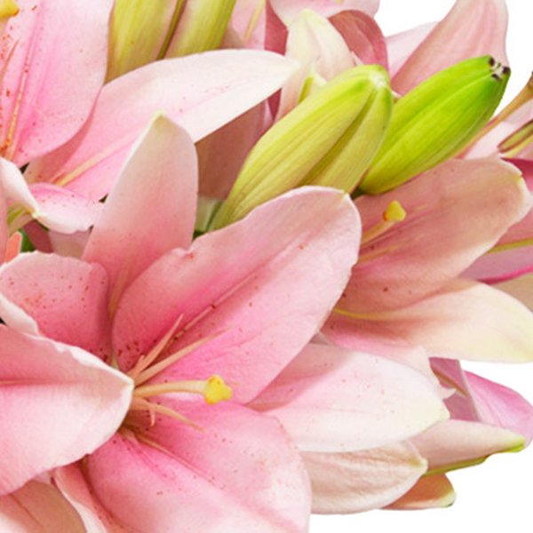 Luxuosos Lírios Cor-de-Rosa
