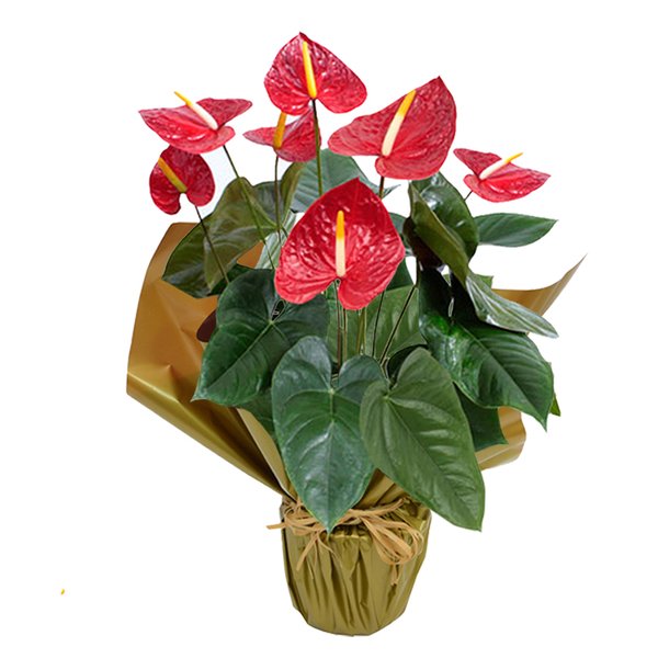 Anturio Plantado