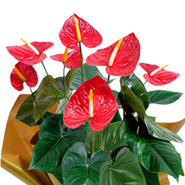 Anturio Plantado