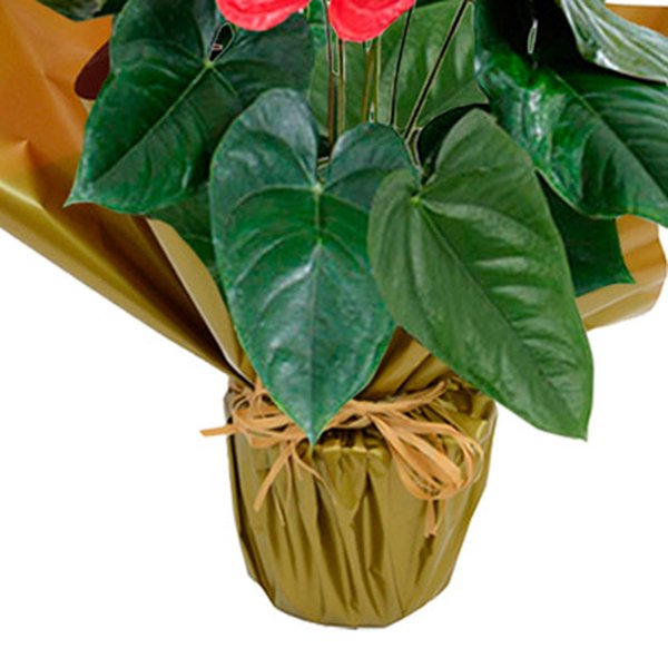 Anturio Plantado