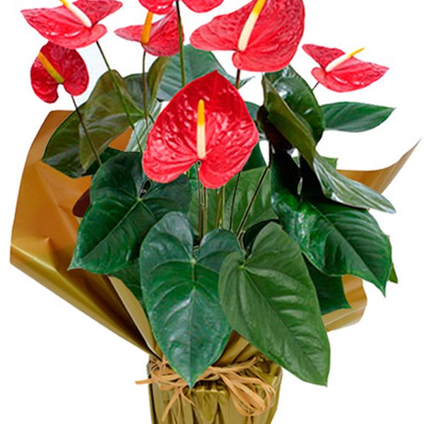 Anturio Plantado