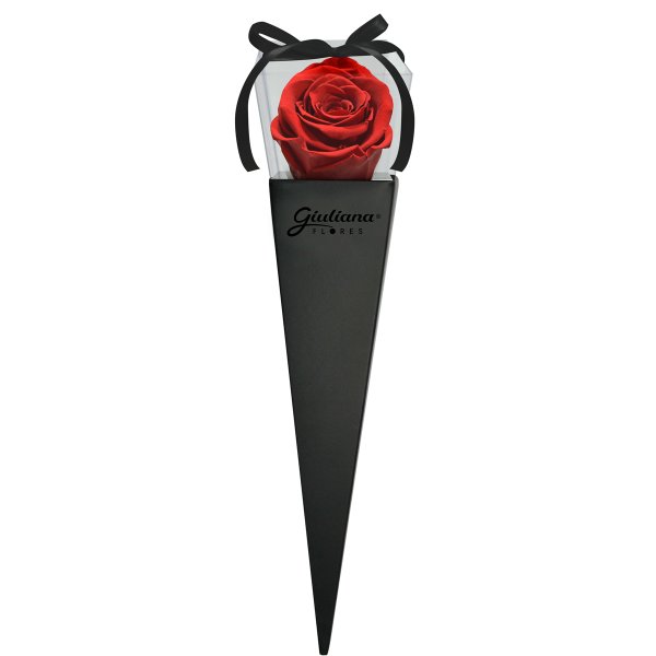 Cone Preto de Rosa Encantada Vermelha