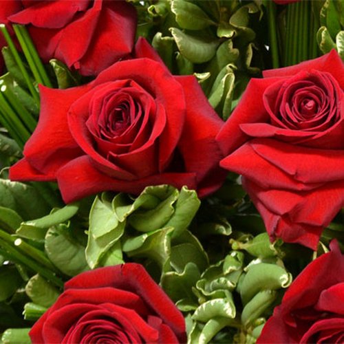 Exuberante Arranjo de Rosas Vermelhas