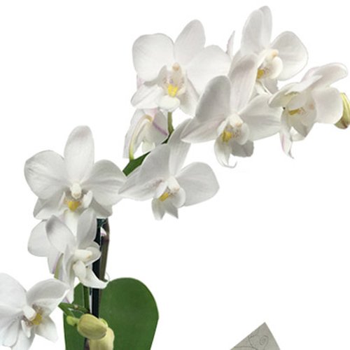 Mini Orquídea Rara Branca Feliz Aniversário