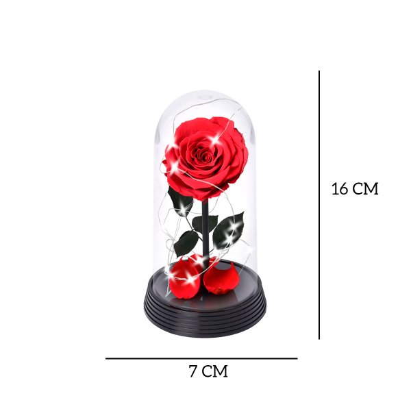 A Bela Rosa Encantada Estrelada