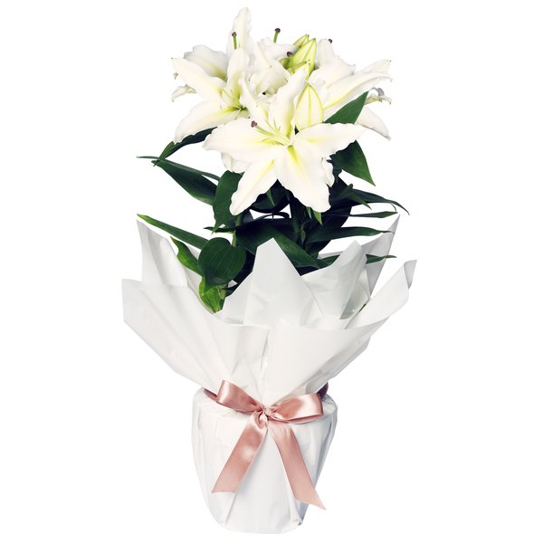 Lírio Branco Plantado