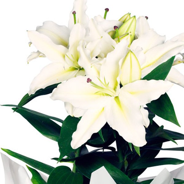 Lírio Branco Plantado