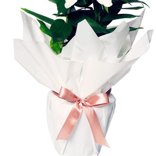 Lírio Branco Plantado
