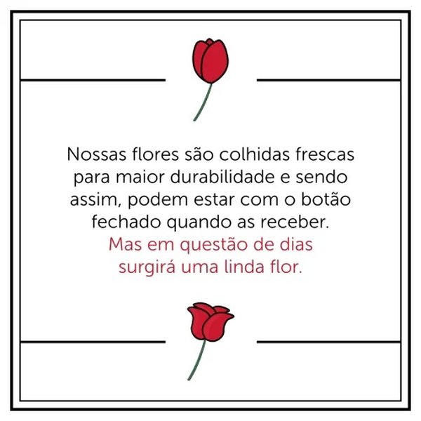 Lírio Branco Plantado