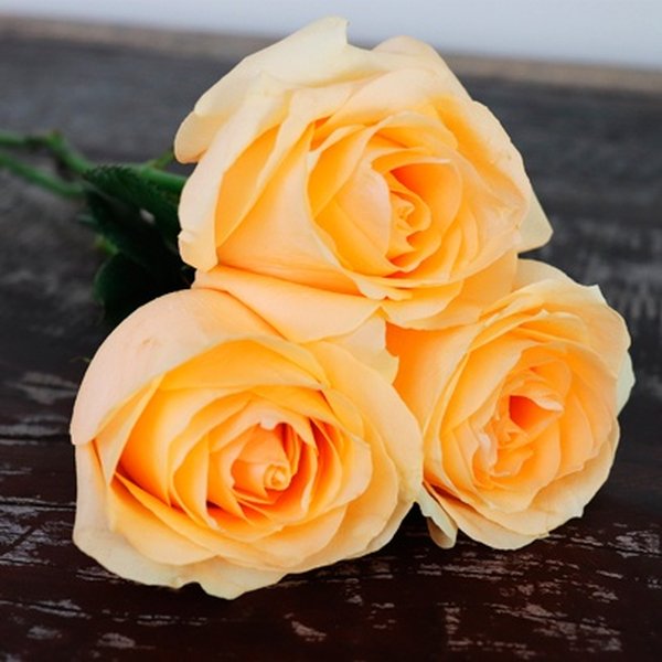 Buquê de 3 Rosas Champanhe