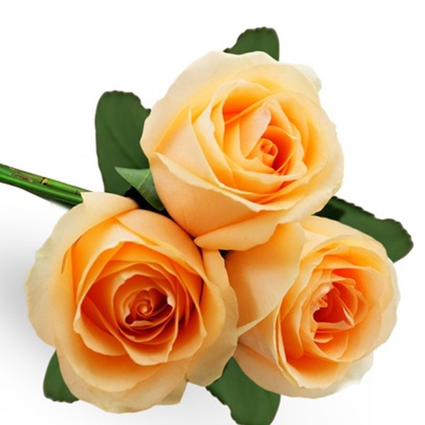 Buquê de 3 Rosas Champanhe