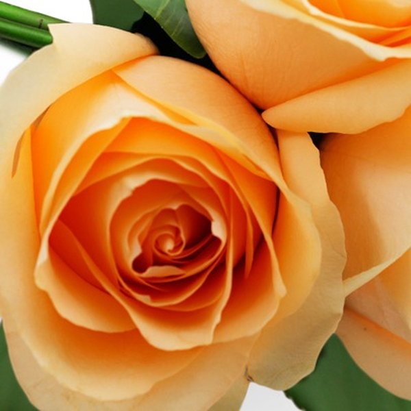 Buquê de 3 Rosas Champanhe