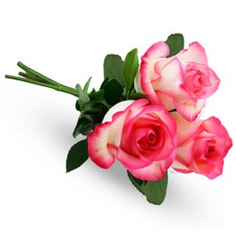 Imagem de Buquê de 3 Rosas Cor de Rosa