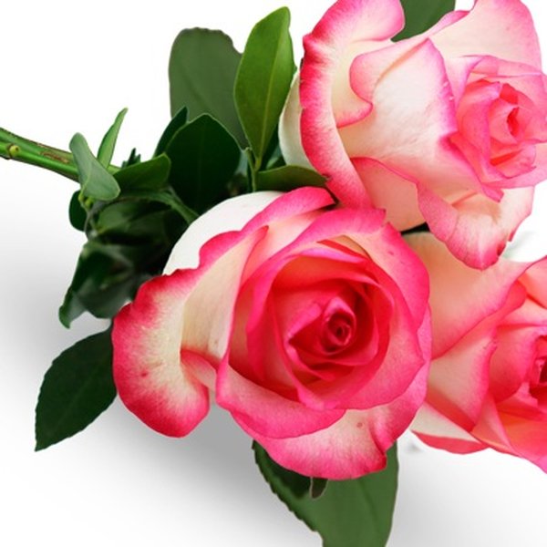 Buquê de 3 Rosas Cor de Rosa