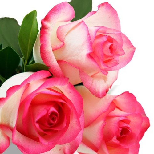 Buquê de 3 Rosas Cor de Rosa