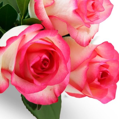 Buquê de 3 Rosas Cor de Rosa