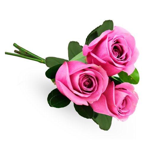 Buquê de 3 Rosas Lilás
