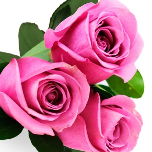 Buquê de 3 Rosas Lilás