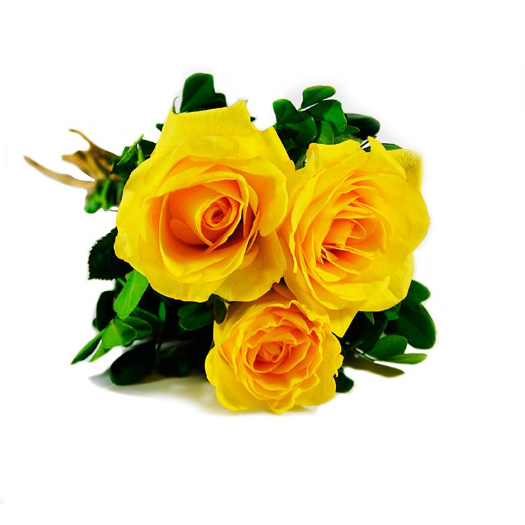 Featured image of post Fotos De Rosas Amarelas - Compre rosas amarelas na giuliana flores!