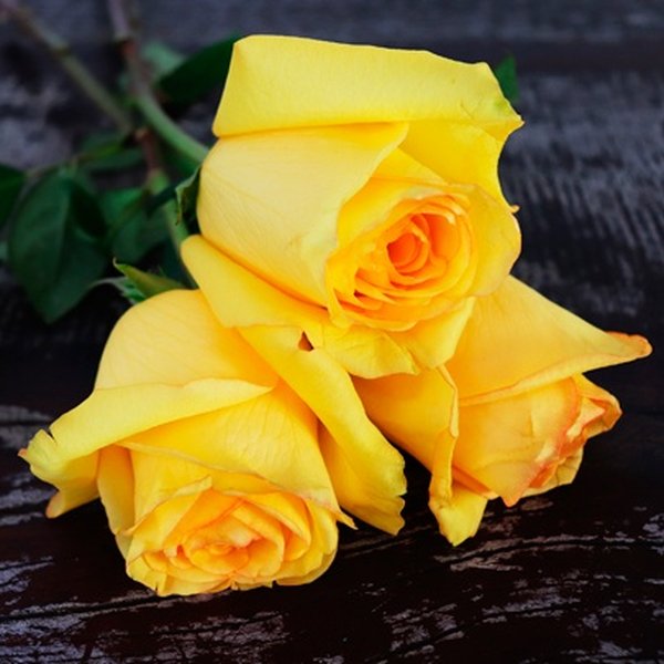 Buquê de 3 Rosas Amarelas