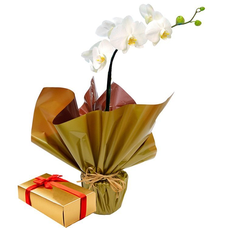 Orquídea Phalaenopsis Plantada e Caixa de Bombom