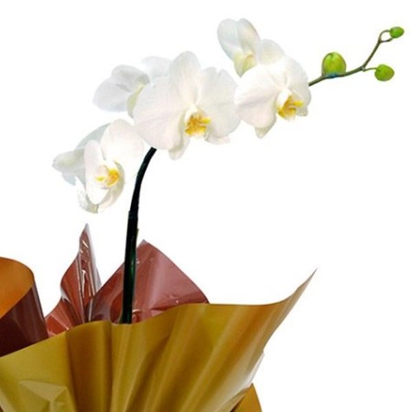 Orquídea Phalaenopsis Plantada e Caixa de Bombom