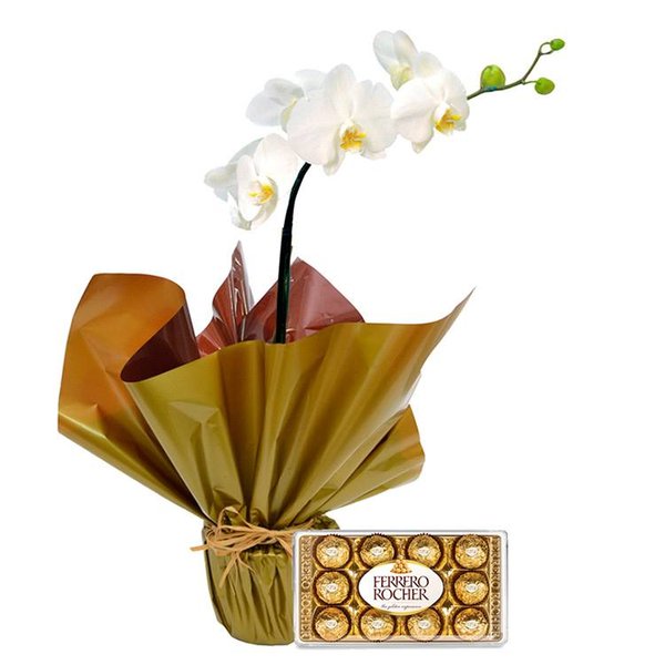 Orquídea Phalaenopsis Plantada e Ferrero