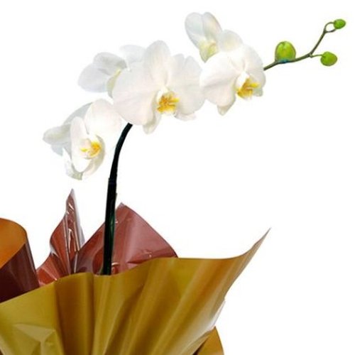 Orquídea Phalaenopsis Plantada e Ferrero