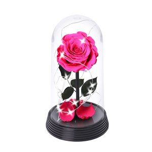 Imagem de A Bela Rosa Encantada Estrelada Pink