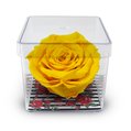 Rosa Encantada Amarela no Acrílico