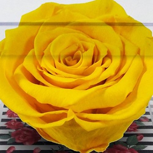 Rosa Encantada Amarela no Acrílico