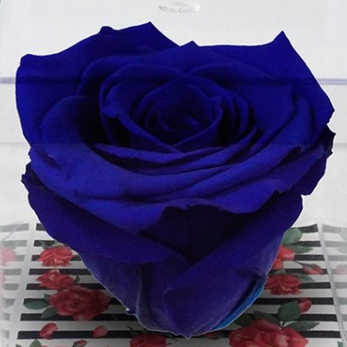 Rosa Encantada Azul Escuro no Acrílico