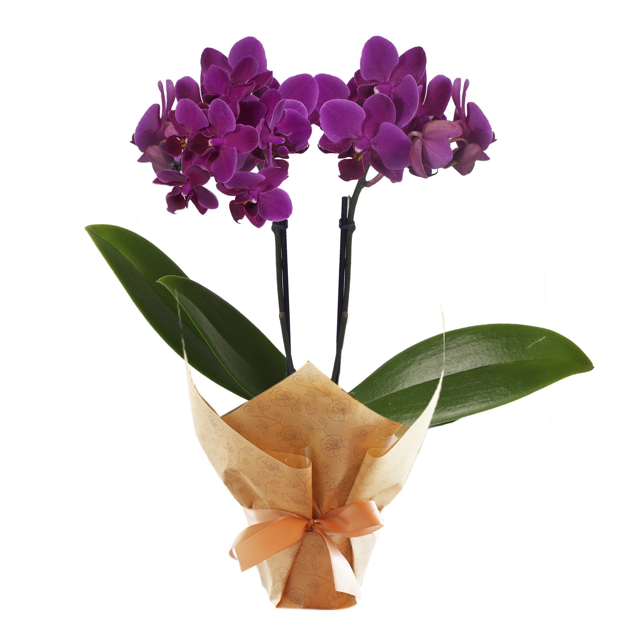 Mini Orquídea Rara lilás na sacola | Giuliana Flores
