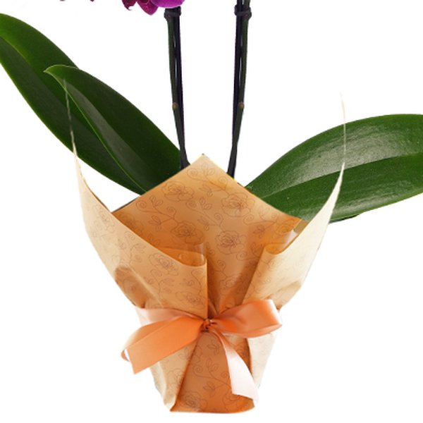 Mini Orquídea Rara lilás