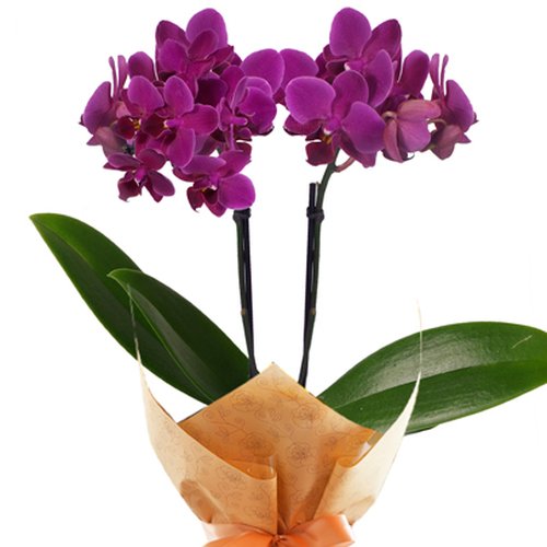 Mini Orquídea Rara lilás na sacola