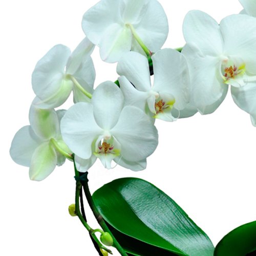 Orquídea Phalaenopsis Branca em Arco