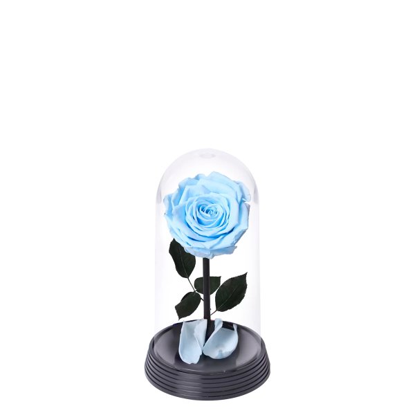 A Bela Rosa Encantada Azul Claro