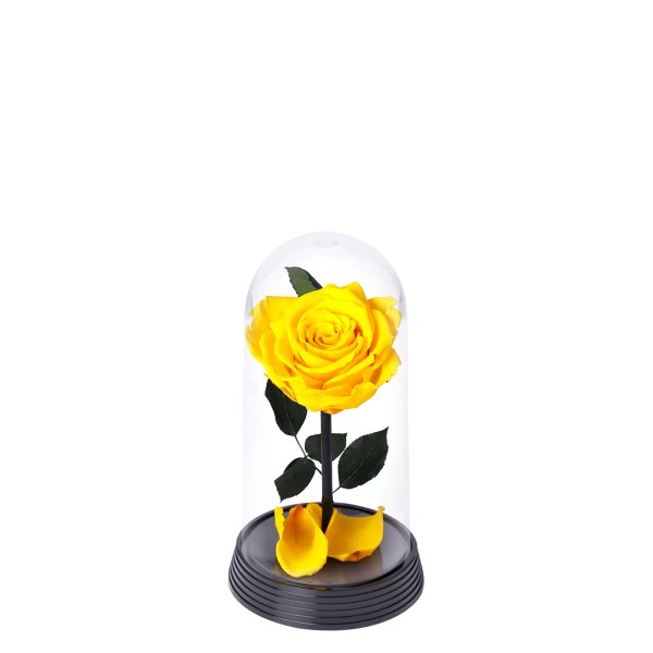 A Bela Rosa Encantada Amarela