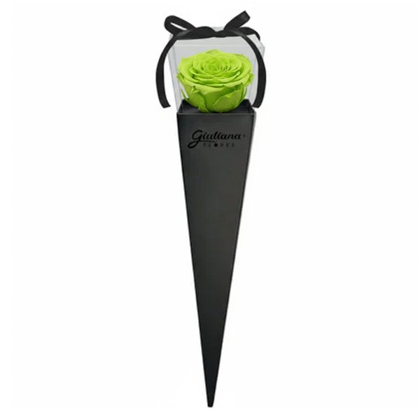 Cone Preto de Rosa Encantada Verde