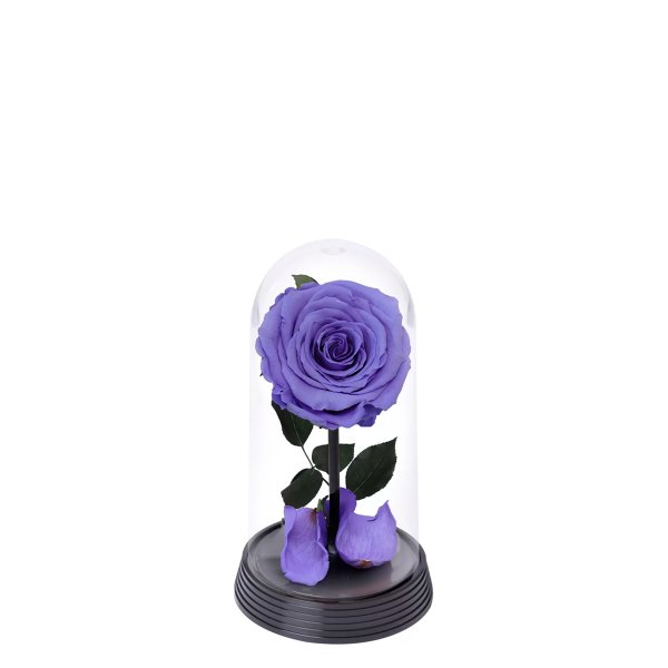 A Bela Rosa Encantada Lílas
