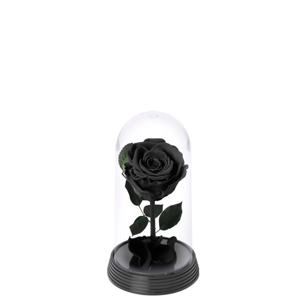 A Bela Rosa Encantada Preta