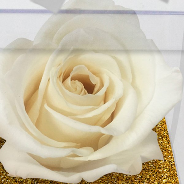 Rosa Encantada Branca no Acrílico
