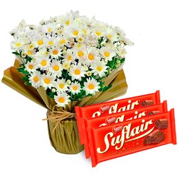 Imagem de Linda Margaridinha Plantada e Chocolate Suflair