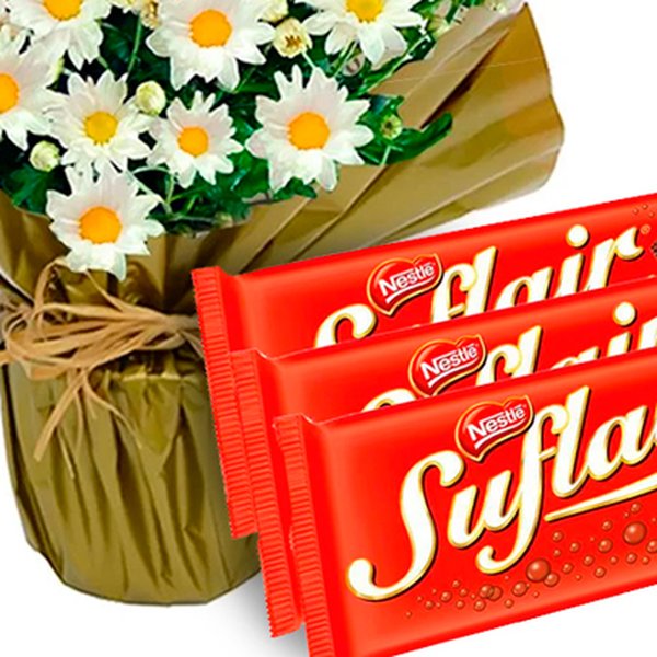 Linda Margaridinha Plantada e Chocolate Suflair
