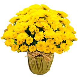 Imagem de Linda Margaridinha Plantada Amarela