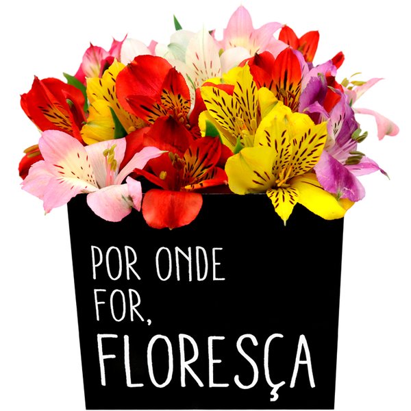 Astromélias Coloridas no Box Por onde for floresça